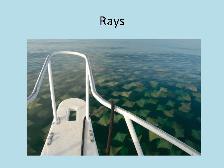 Rays 