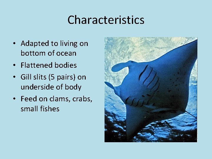 Characteristics • Adapted to living on bottom of ocean • Flattened bodies • Gill