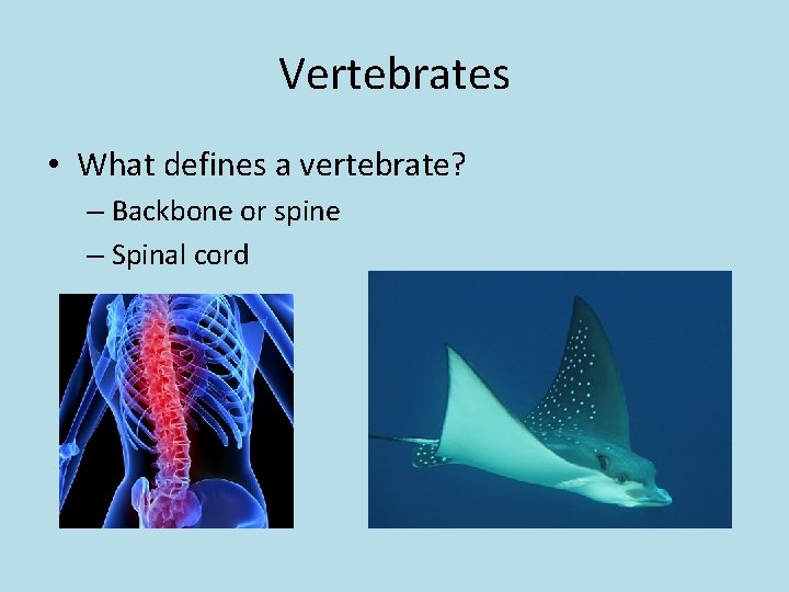 Vertebrates • What defines a vertebrate? – Backbone or spine – Spinal cord 