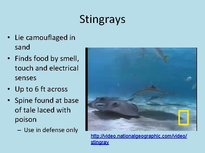 Stingrays • Lie camouflaged in sand • Finds food by smell, touch and electrical