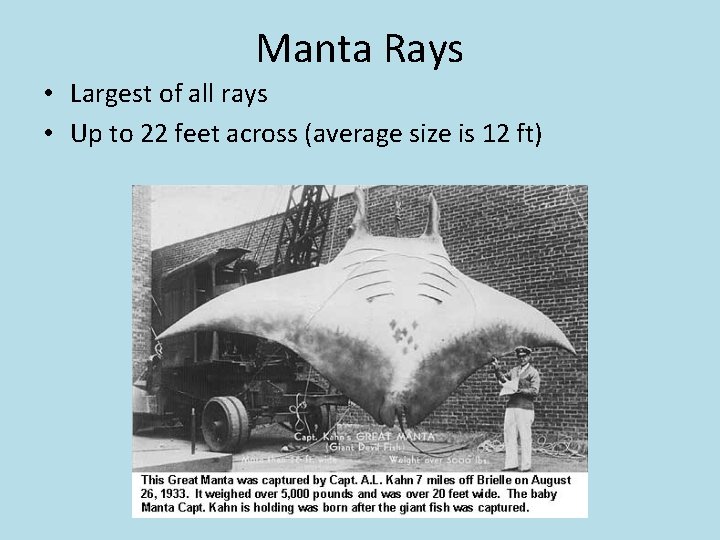 Manta Rays • Largest of all rays • Up to 22 feet across (average