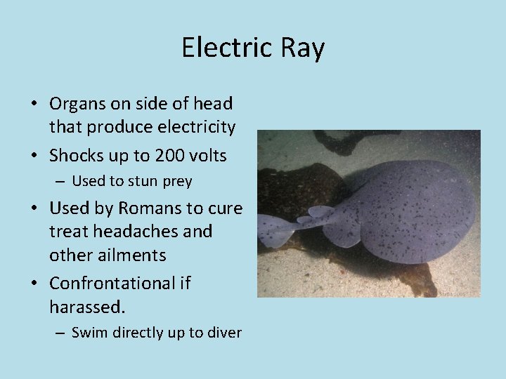 Electric Ray • Organs on side of head that produce electricity • Shocks up