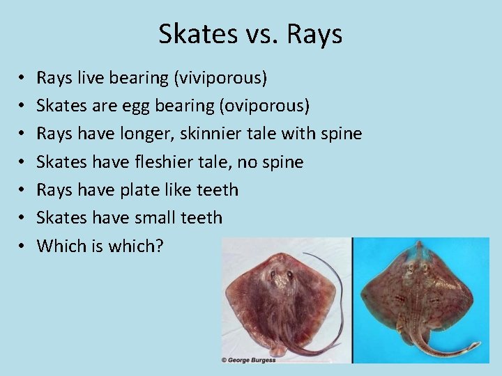 Skates vs. Rays • • Rays live bearing (viviporous) Skates are egg bearing (oviporous)