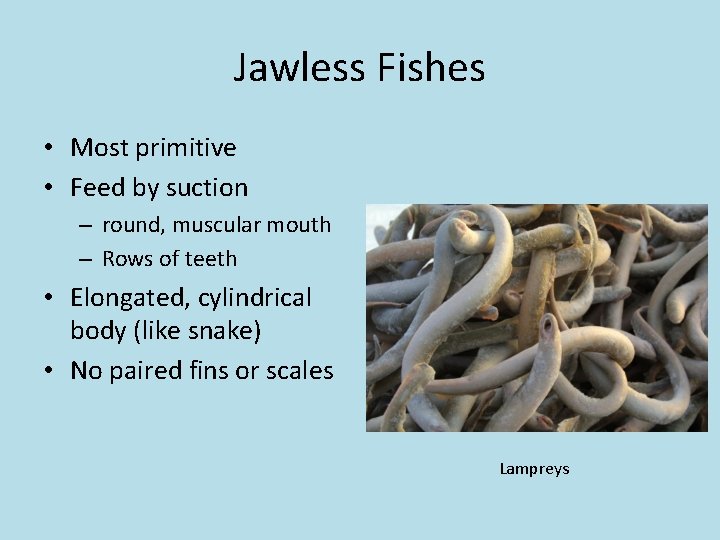 Jawless Fishes • Most primitive • Feed by suction – round, muscular mouth –