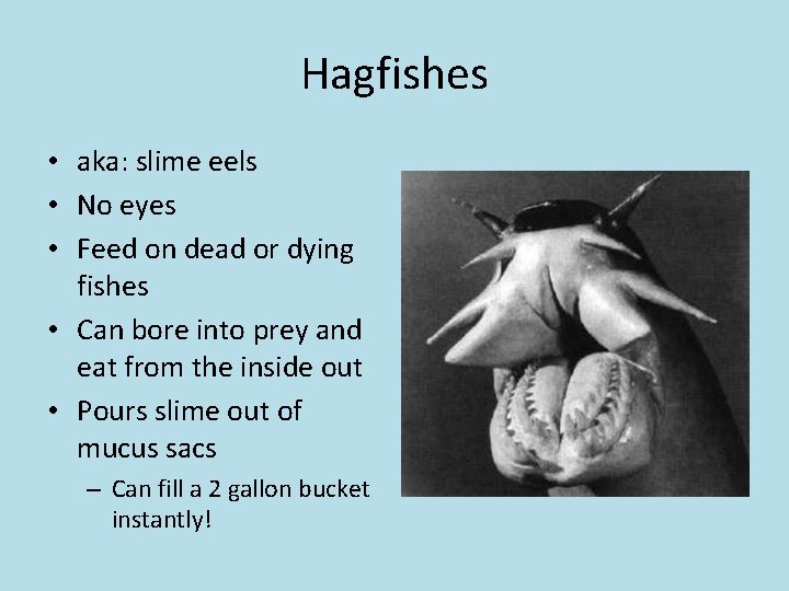 Hagfishes • aka: slime eels • No eyes • Feed on dead or dying
