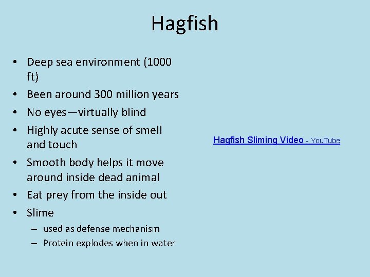 Hagfish • Deep sea environment (1000 ft) • Been around 300 million years •