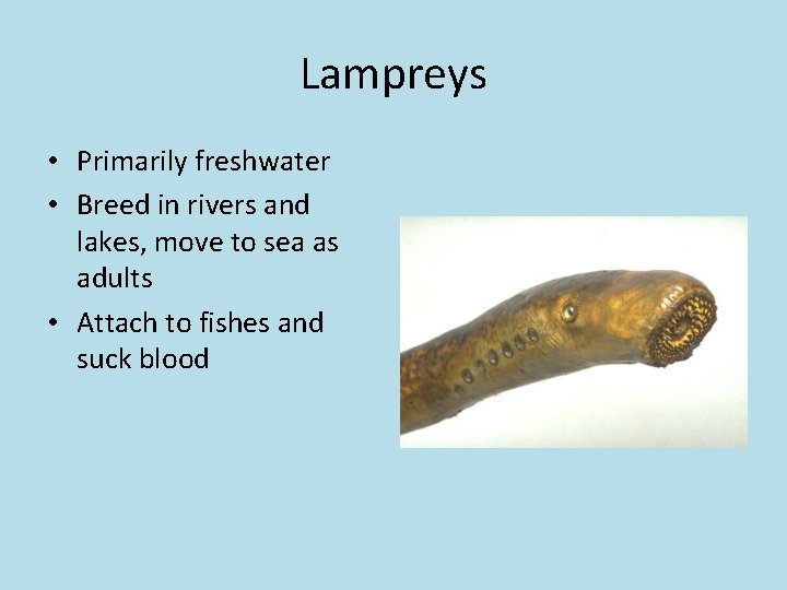 Lampreys • Primarily freshwater • Breed in rivers and lakes, move to sea as