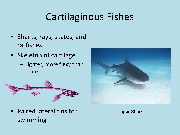 Cartilaginous Fishes • Sharks, rays, skates, and ratfishes • Skeleton of cartilage – Lighter,