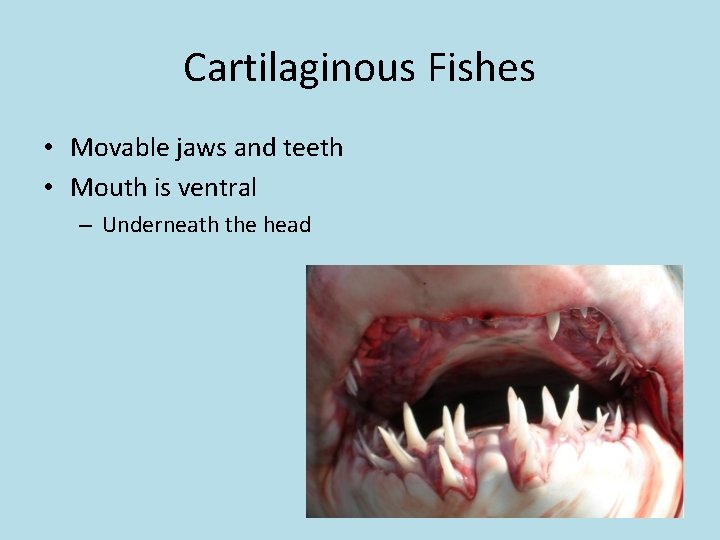 Cartilaginous Fishes • Movable jaws and teeth • Mouth is ventral – Underneath the