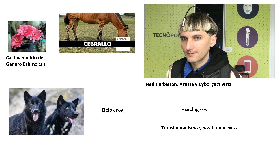 Cactus híbrido del Género Echinopsis Neil Harbisson. Artista y Cyborgactivista Biológicos Tecnológicos Transhumanismo y