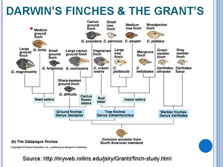 DARWIN’S FINCHES & THE GRANT’S Source: http: //myweb. rollins. edu/jsiry/Grants'finch-study. html 