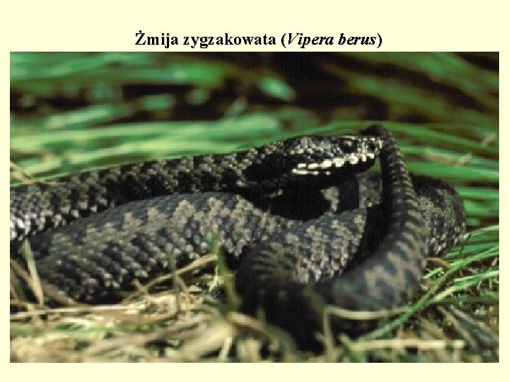 Żmija zygzakowata (Vipera berus) 