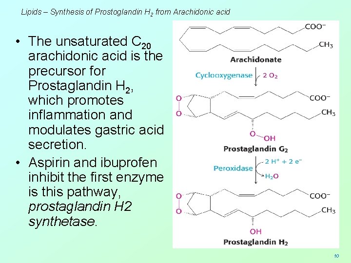 Lipids – Synthesis of Prostoglandin H 2 from Arachidonic acid • The unsaturated C