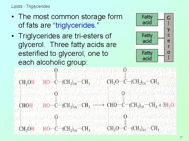 Lipids - Triglycerides • The most common storage form of fats are “triglycerides. ”