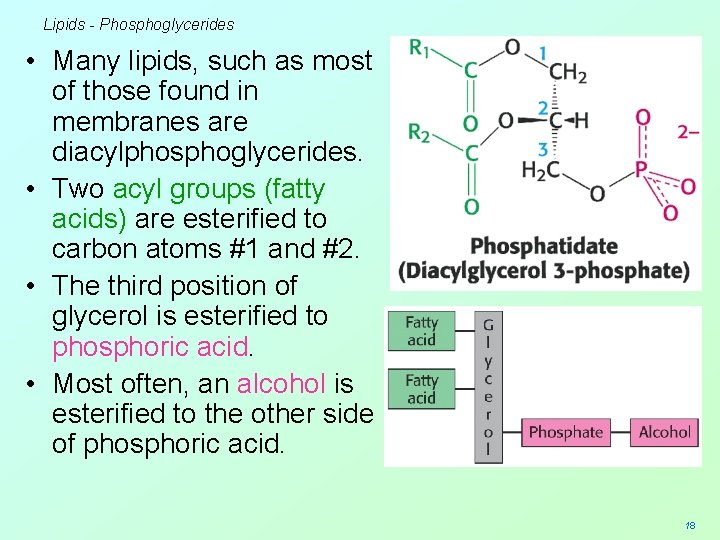 Lipids - Phosphoglycerides • Many lipids, such as most of those found in membranes