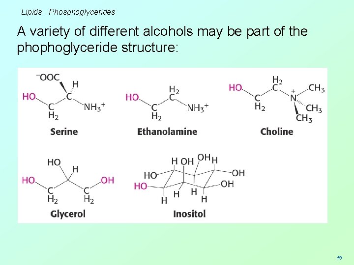 Lipids - Phosphoglycerides A variety of different alcohols may be part of the phophoglyceride