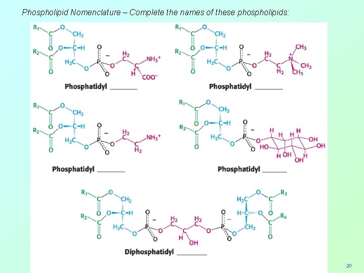 Phospholipid Nomenclature – Complete the names of these phospholipids: 20 