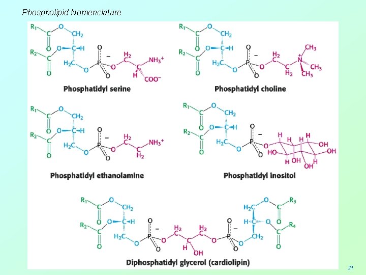 Phospholipid Nomenclature 21 