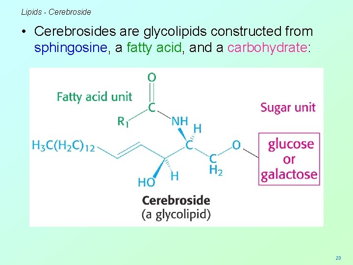 Lipids - Cerebroside • Cerebrosides are glycolipids constructed from sphingosine, a fatty acid, and