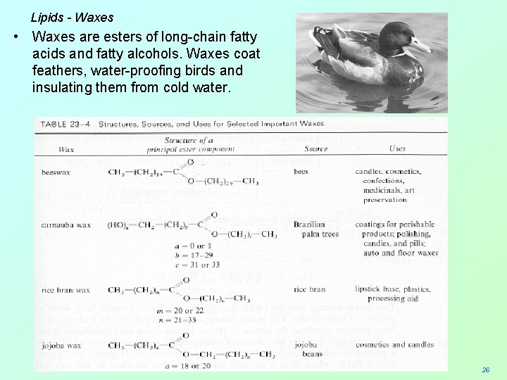 Lipids - Waxes • Waxes are esters of long-chain fatty acids and fatty alcohols.