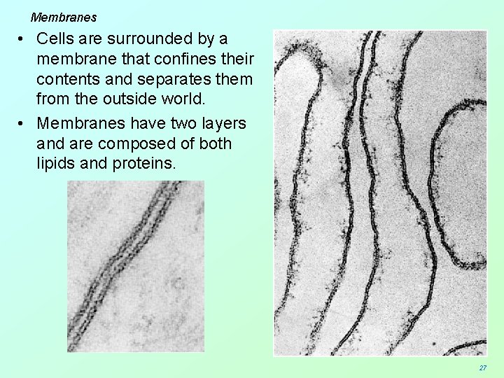 Membranes • Cells are surrounded by a membrane that confines their contents and separates