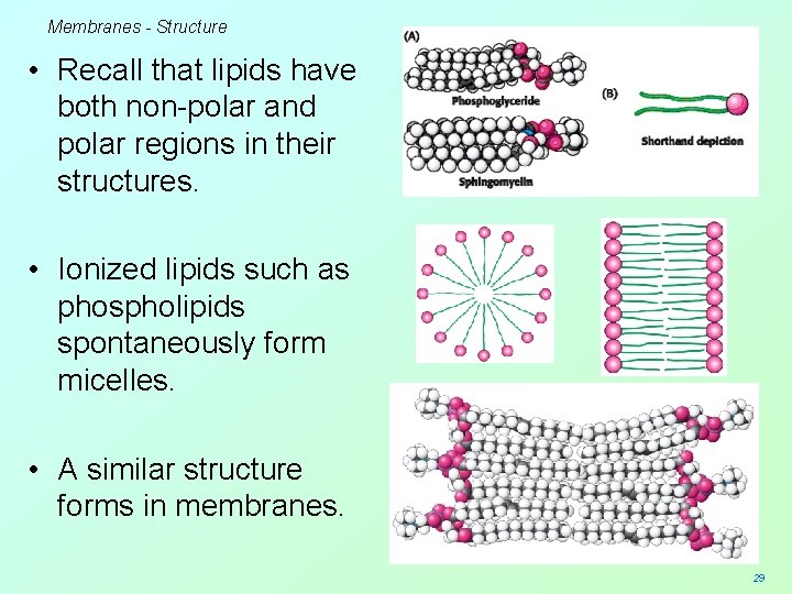 Membranes - Structure • Recall that lipids have both non-polar and polar regions in