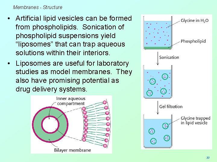 Membranes - Structure • Artificial lipid vesicles can be formed from phospholipids. Sonication of