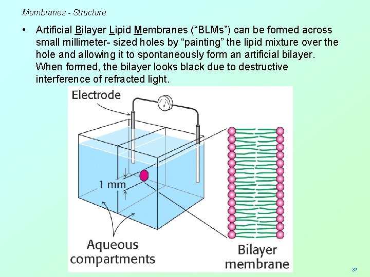 Membranes - Structure • Artificial Bilayer Lipid Membranes (“BLMs”) can be formed across small