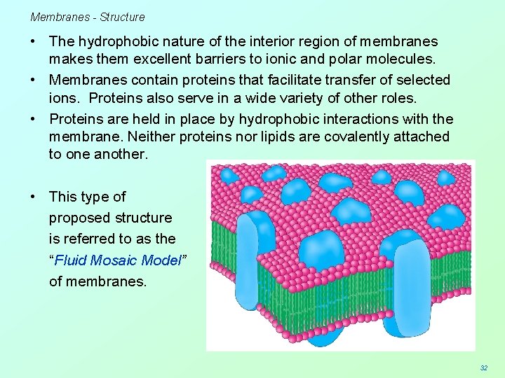 Membranes - Structure • The hydrophobic nature of the interior region of membranes makes