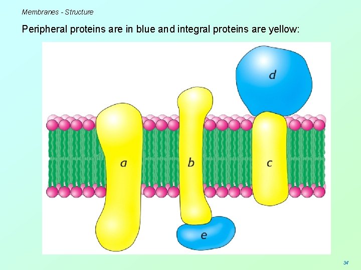 Membranes - Structure Peripheral proteins are in blue and integral proteins are yellow: 34