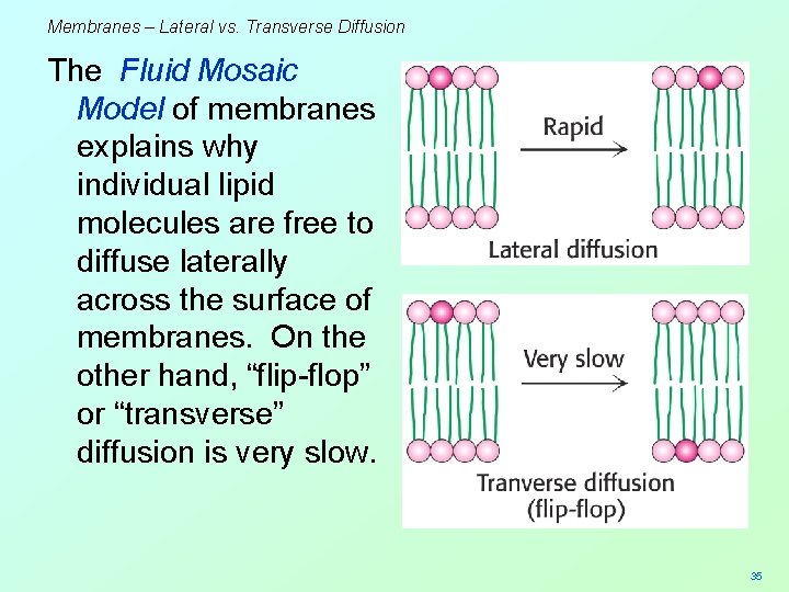 Membranes – Lateral vs. Transverse Diffusion The Fluid Mosaic Model of membranes explains why