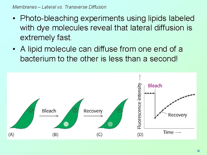 Membranes – Lateral vs. Transverse Diffusion • Photo-bleaching experiments using lipids labeled with dye