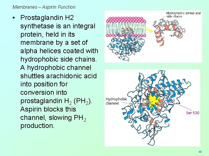 Membranes – Aspirin Function • Prostaglandin H 2 synthetase is an integral protein, held