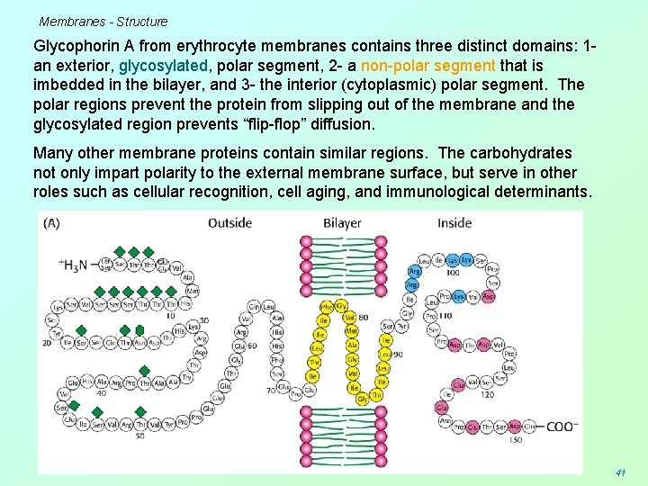 Membranes - Structure Glycophorin A from erythrocyte membranes contains three distinct domains: 1 an