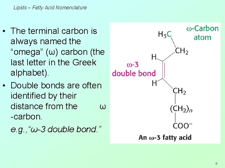 Lipids – Fatty Acid Nomenclature • The terminal carbon is always named the “omega”