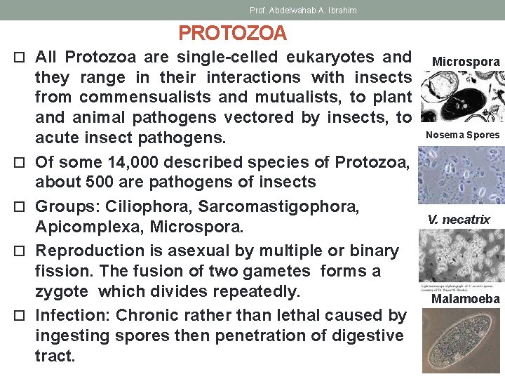 Prof. Abdelwahab A. Ibrahim PROTOZOA All Protozoa are single-celled eukaryotes and they range in