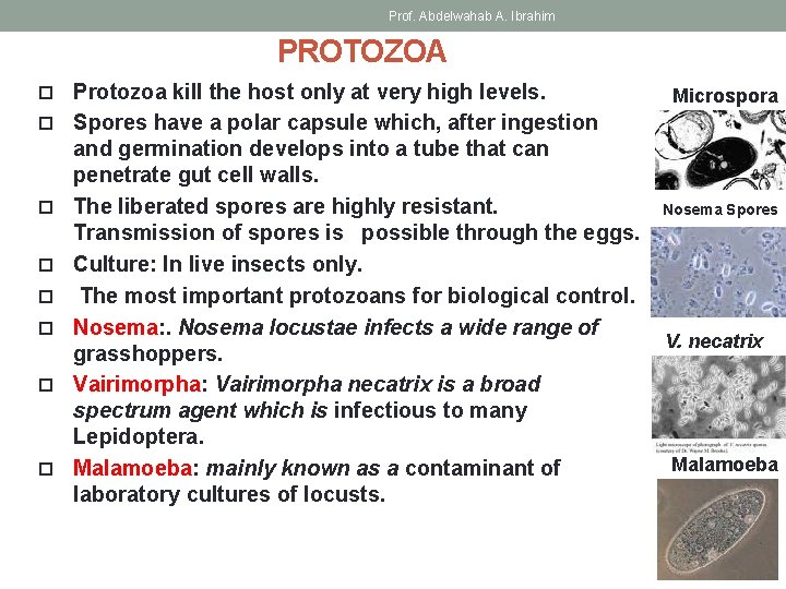 Prof. Abdelwahab A. Ibrahim PROTOZOA Protozoa kill the host only at very high levels.