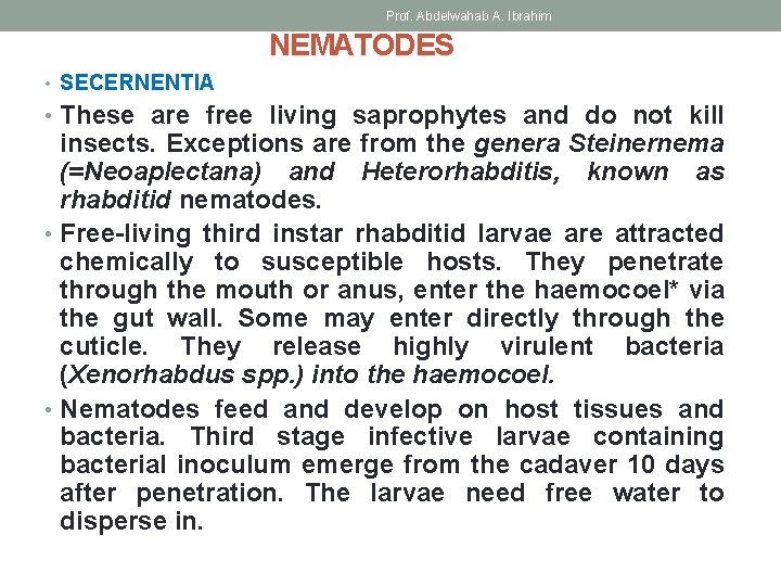 Prof. Abdelwahab A. Ibrahim NEMATODES • SECERNENTIA • These are free living saprophytes and