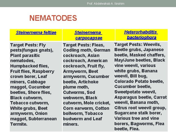 Prof. Abdelwahab A. Ibrahim NEMATODES Steinernema feltiae Target Pests: Fly pests(fungus gnats), Plant parasitic