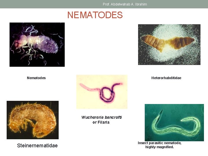 Prof. Abdelwahab A. Ibrahim NEMATODES Nematodes Heterorhabditidae Wuchereria bancrofti or Filaria Steinernematidae Insect parasitic