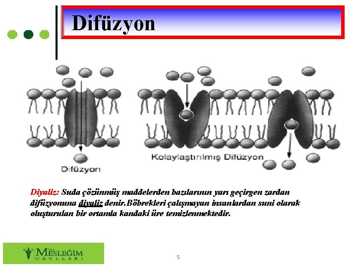 Difüzyon Diyaliz: Suda çözünmüş maddelerden bazılarının yarı geçirgen zardan difüzyonuna diyaliz denir. Böbrekleri çalışmayan