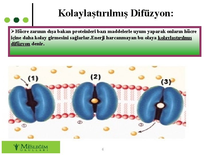 Kolaylaştırılmış Difüzyon: ØHücre zarının dışa bakan proteinleri bazı maddelerle uyum yaparak onların hücre içine