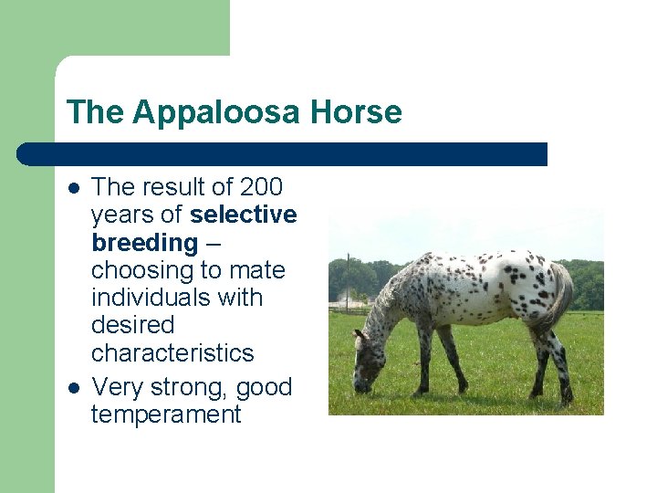 The Appaloosa Horse l l The result of 200 years of selective breeding –