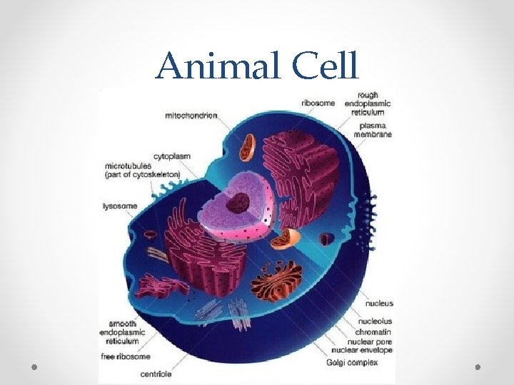 Animal Cell 