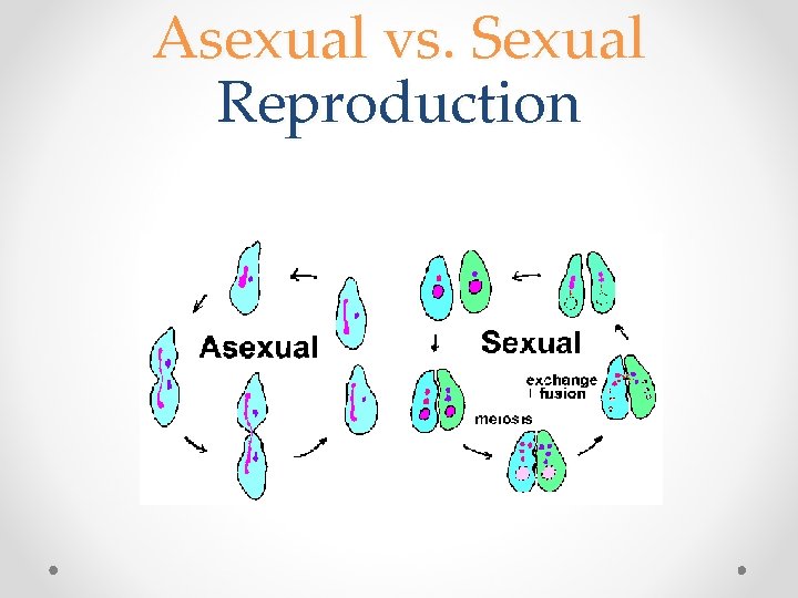 Asexual vs. Sexual Reproduction 