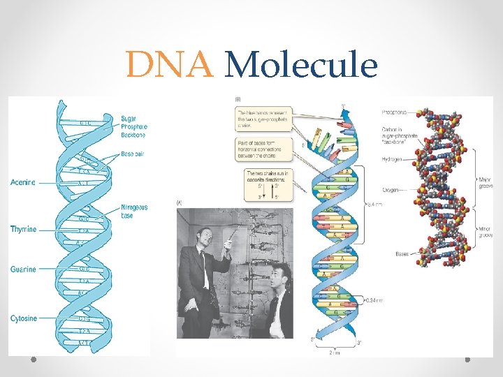 DNA Molecule 