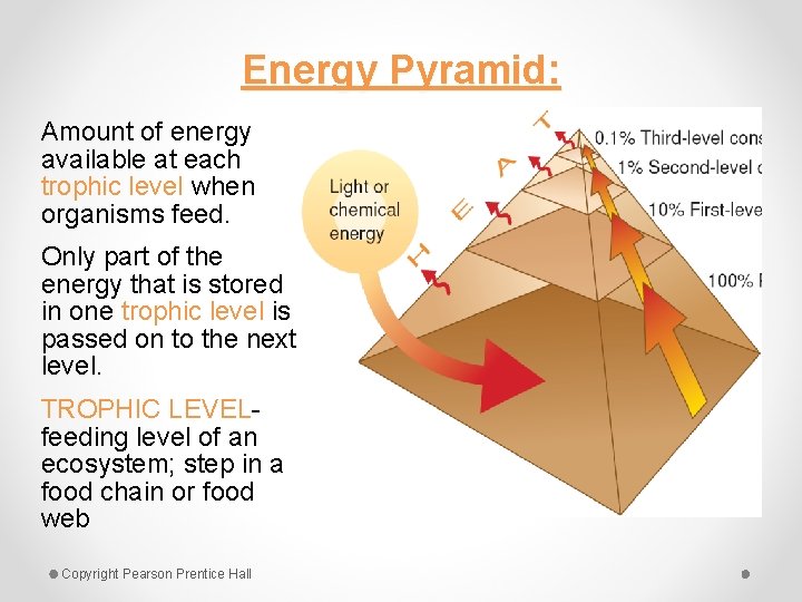 Energy Pyramid: Amount of energy available at each trophic level when organisms feed. Only