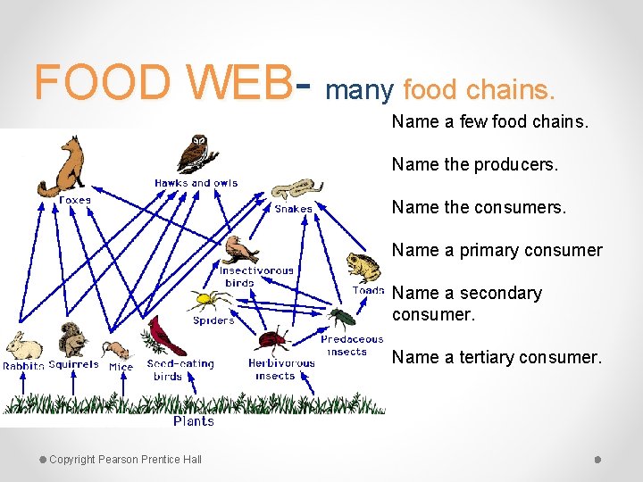 FOOD WEB- many food chains. Name a few food chains. Name the producers. Name
