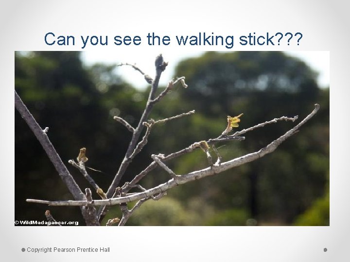 Can you see the walking stick? ? ? Copyright Pearson Prentice Hall 