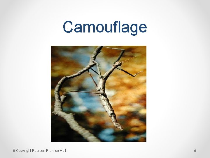 Camouflage Copyright Pearson Prentice Hall 
